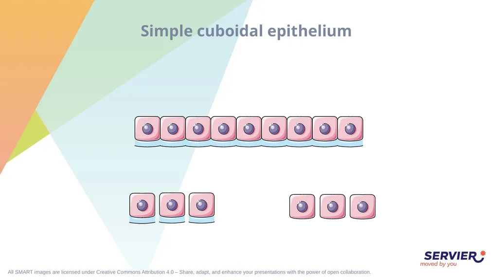 Tissues Simple cuboidal epithelium Simple columnar - slide 3 of 17