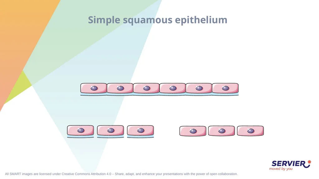 Tissues Simple cuboidal epithelium Simple columnar - slide 7 of 17