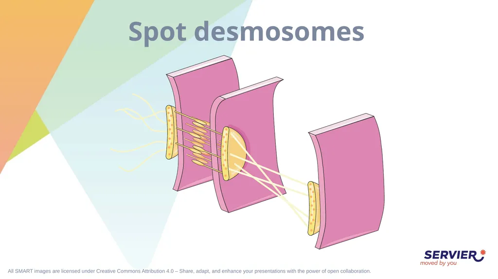 Tissues Simple cuboidal epithelium Simple columnar - slide 14 of 17