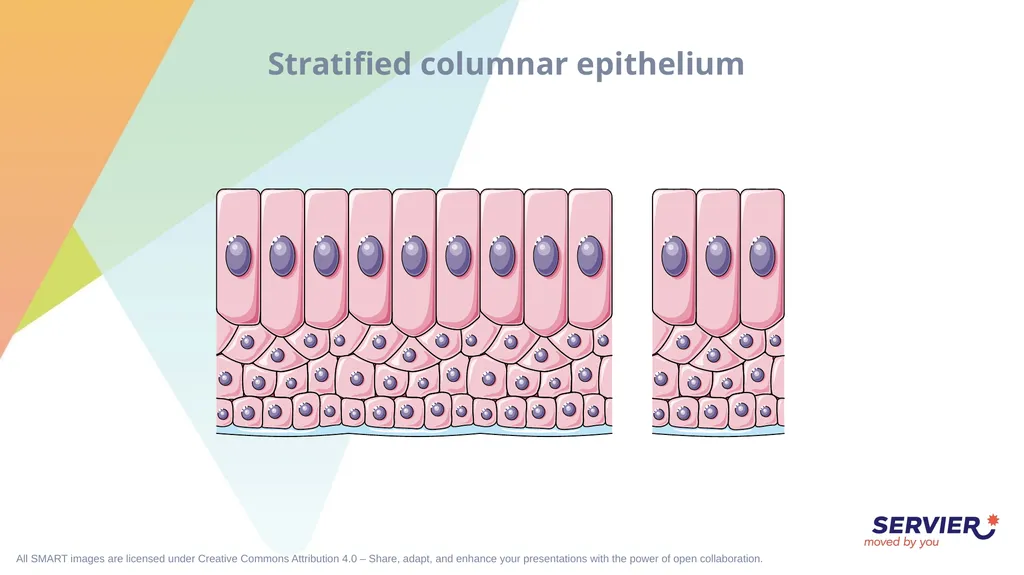 Tissues Simple cuboidal epithelium Simple columnar - slide 6 of 17