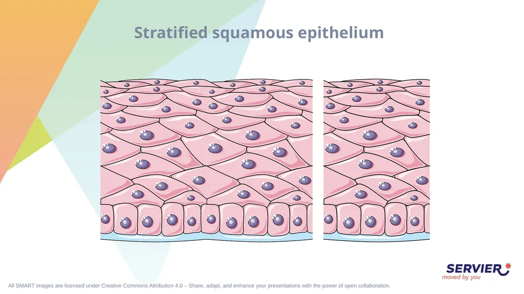 Tissues Simple cuboidal epithelium Simple columnar - slide 8 of 17