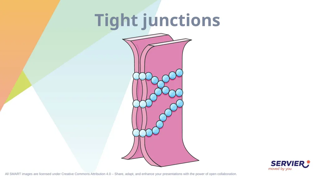 Tissues Simple cuboidal epithelium Simple columnar - slide 13 of 17