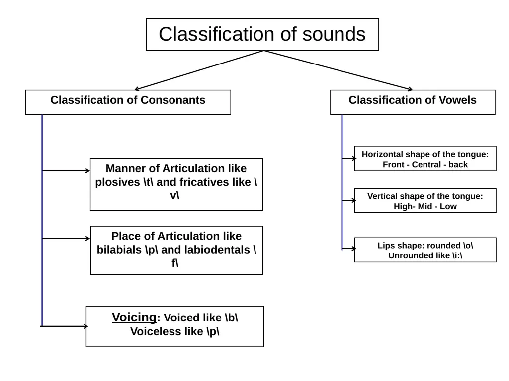 Chapter three The sounds of language (Phonetics) - slide 6 of 33