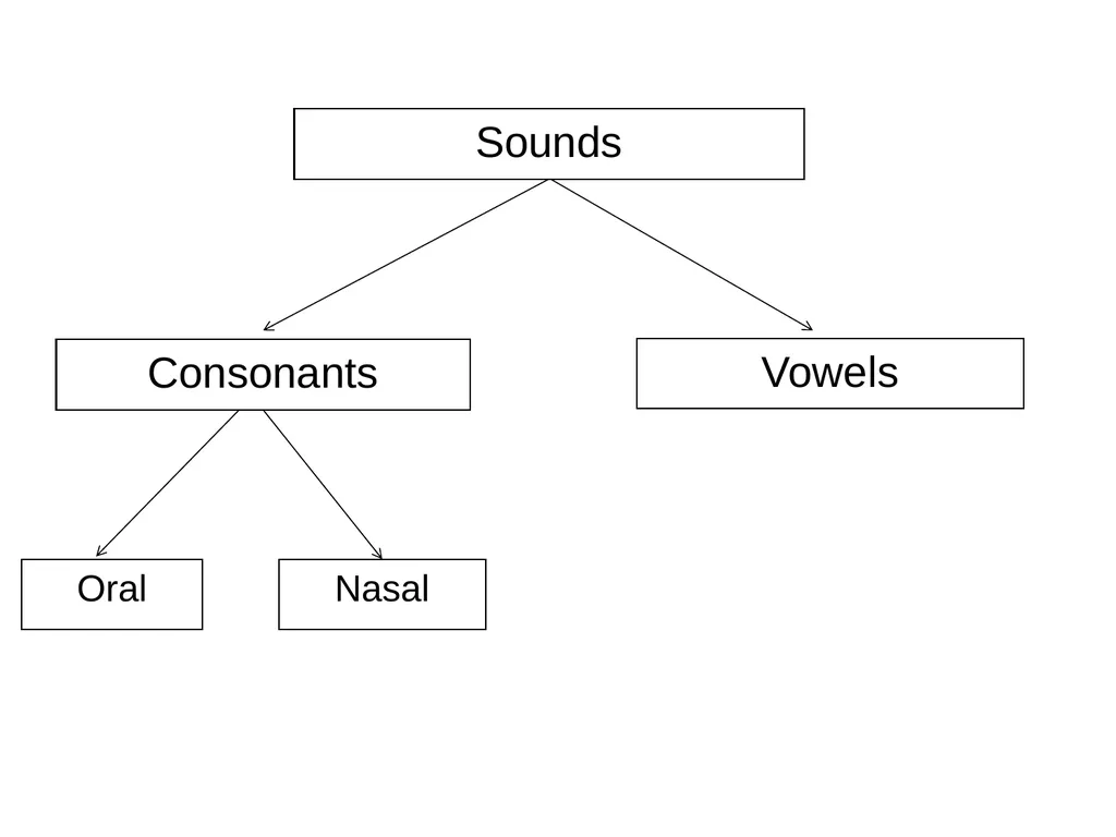 Chapter three The sounds of language (Phonetics) - slide 5 of 33