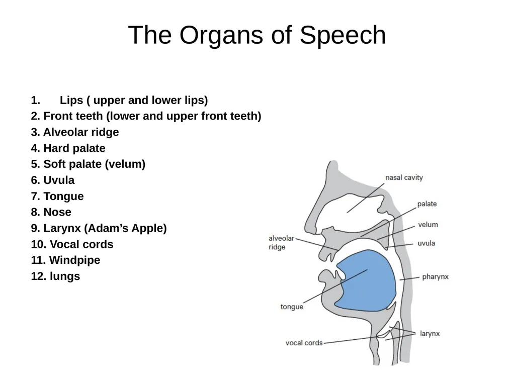 Chapter three The sounds of language (Phonetics) - slide 8 of 33