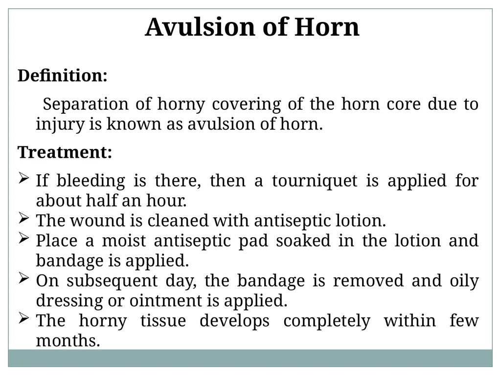 HORN Except polled breeds : Polled Hereford, - slide 10 of 28