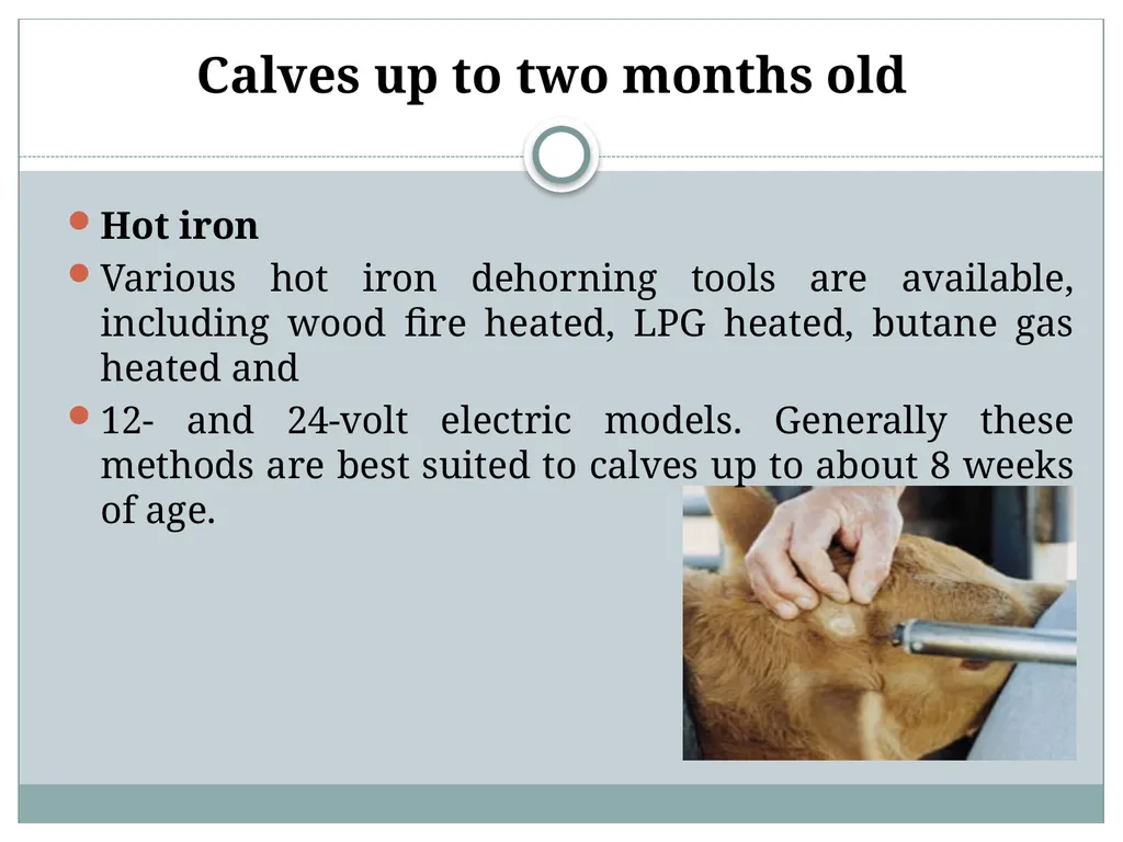 HORN Except polled breeds : Polled Hereford, - slide 7 of 28