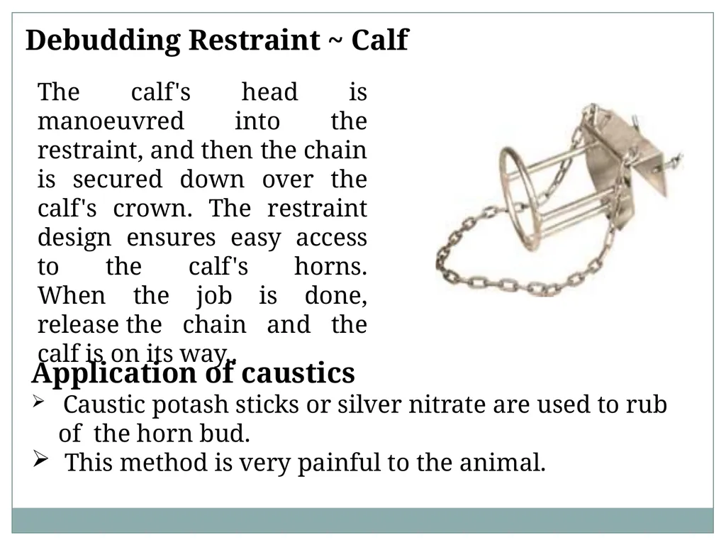 HORN Except polled breeds : Polled Hereford, - slide 6 of 28