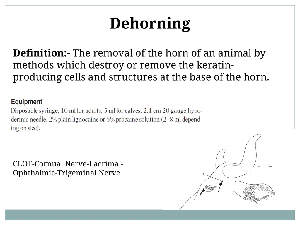 HORN Except polled breeds : Polled Hereford, - slide 21 of 28