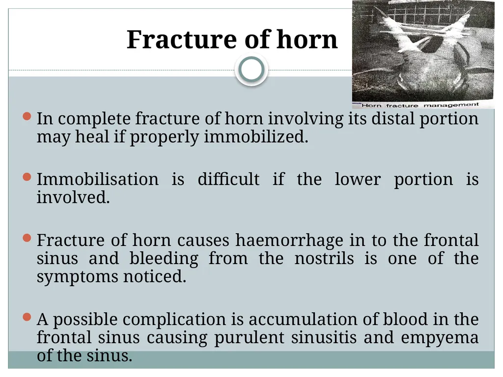 HORN Except polled breeds : Polled Hereford, - slide 11 of 28