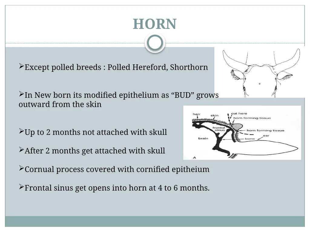 HORN Except polled breeds : Polled Hereford, - slide 2 of 28