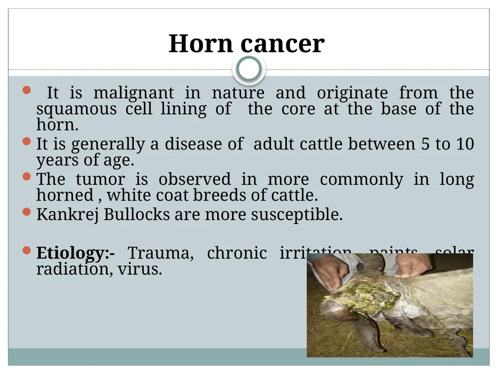 HORN Except polled breeds : Polled Hereford, - slide 18 of 28