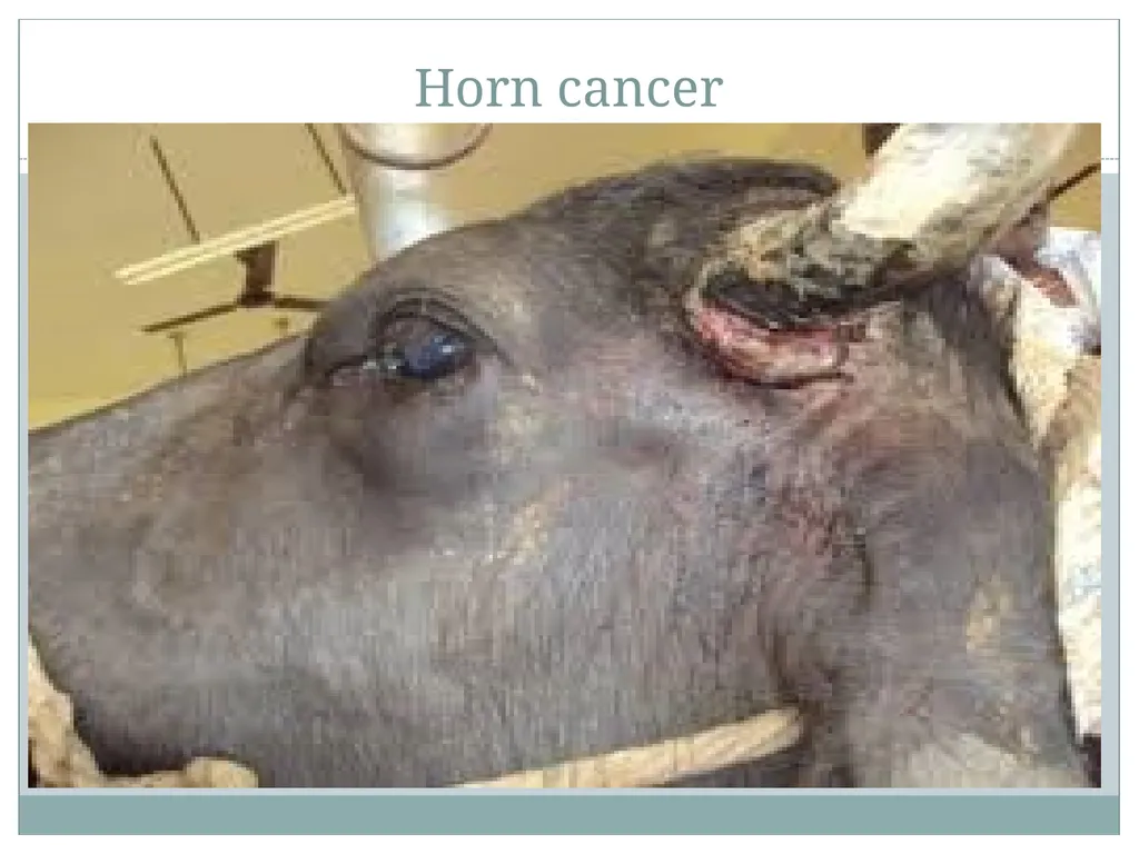 HORN Except polled breeds : Polled Hereford, - slide 19 of 28