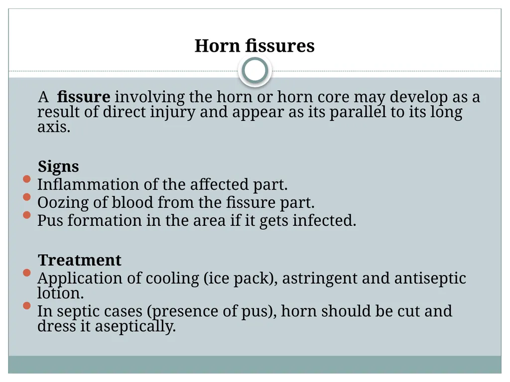 HORN Except polled breeds : Polled Hereford, - slide 17 of 28