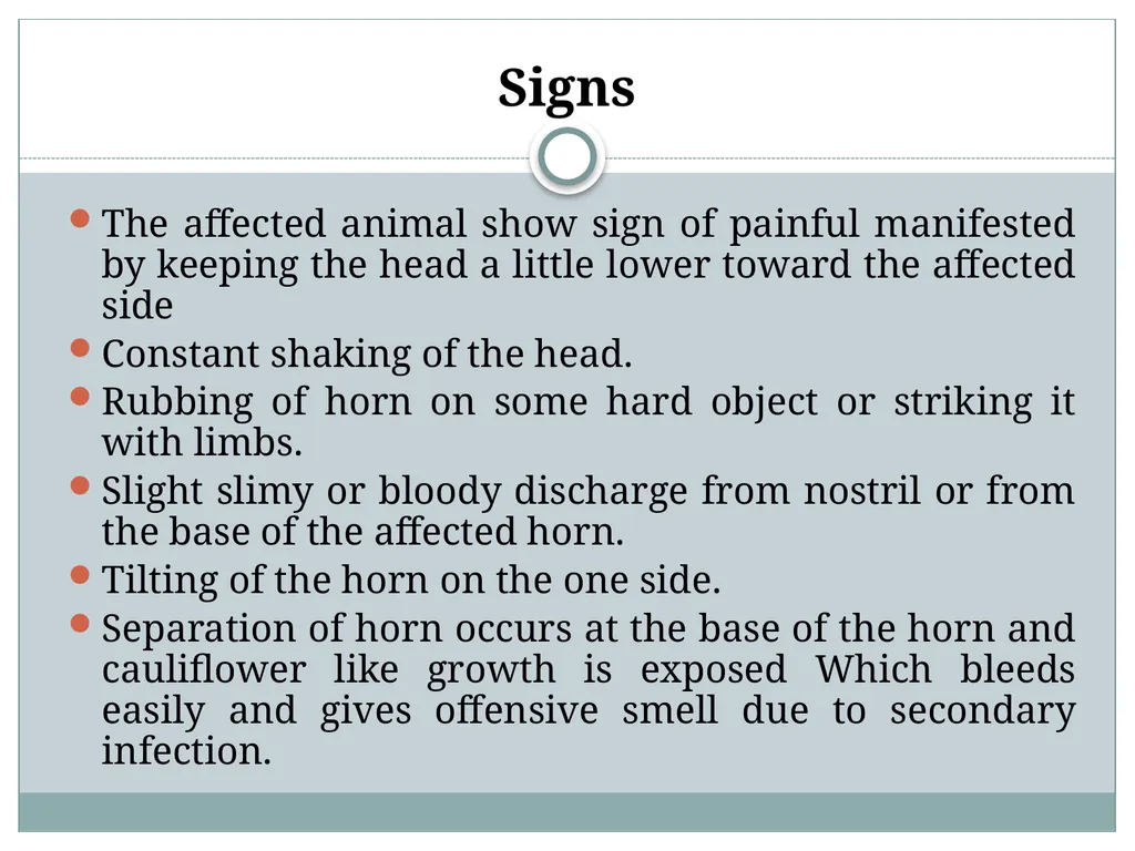 HORN Except polled breeds : Polled Hereford, - slide 20 of 28