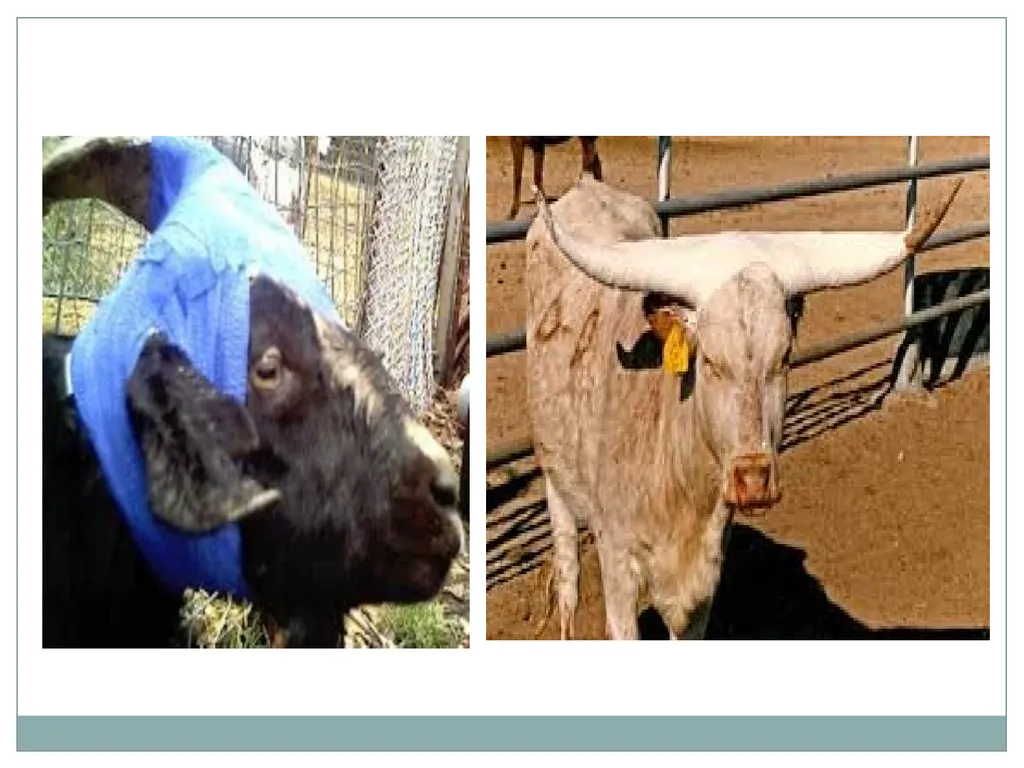 HORN Except polled breeds : Polled Hereford, - slide 13 of 28