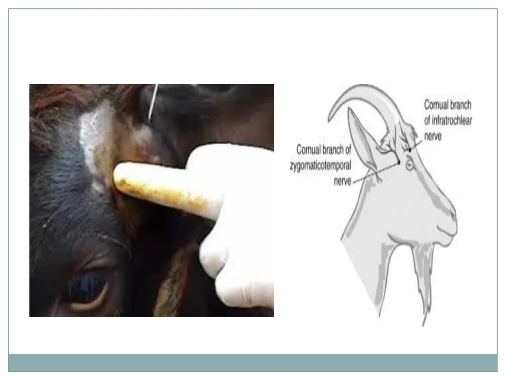 HORN Except polled breeds : Polled Hereford, - slide 22 of 28