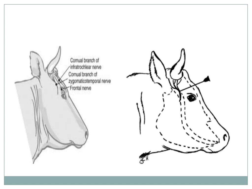 HORN Except polled breeds : Polled Hereford, - slide 23 of 28