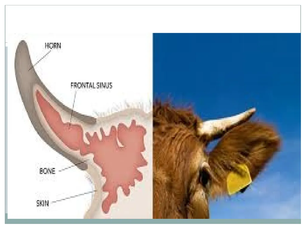 HORN Except polled breeds : Polled Hereford, - slide 3 of 28