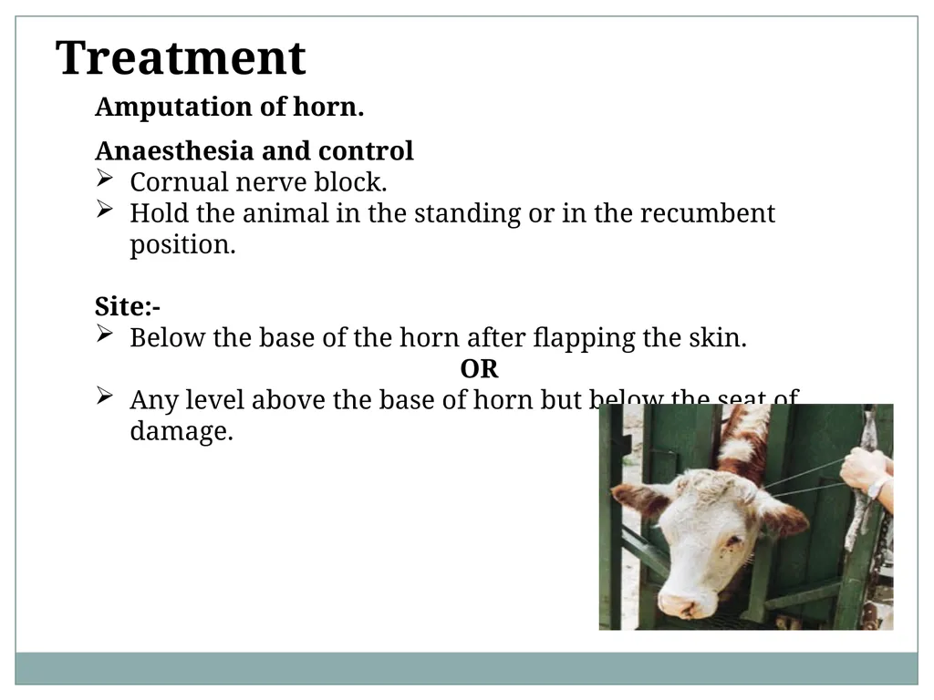 HORN Except polled breeds : Polled Hereford, - slide 25 of 28