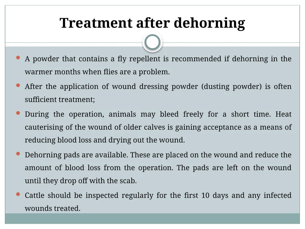 HORN Except polled breeds : Polled Hereford, - slide 28 of 28