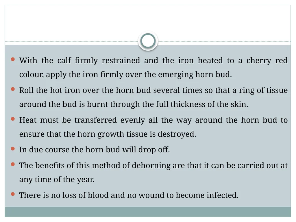 HORN Except polled breeds : Polled Hereford, - slide 8 of 28