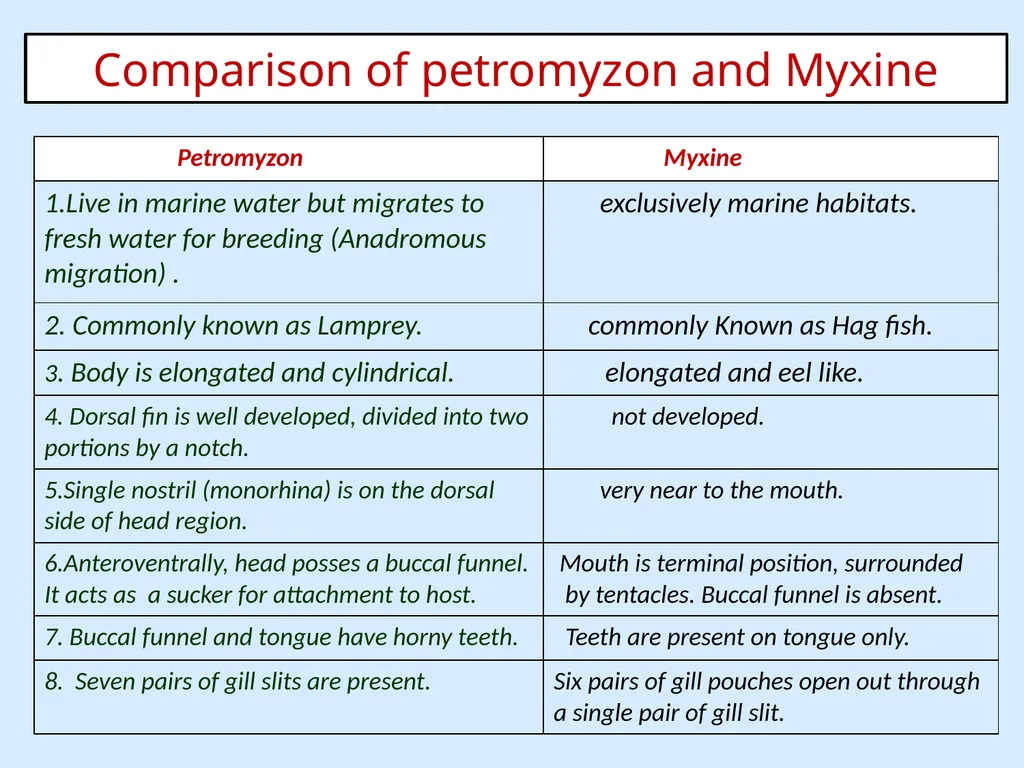 General Characters of Cyclostomata and Comparison - slide 6 of 8