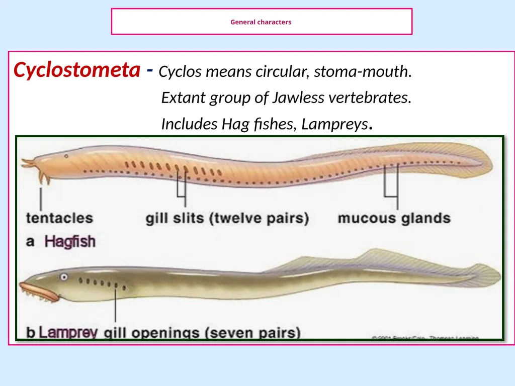 General Characters of Cyclostomata and Comparison - slide 2 of 8