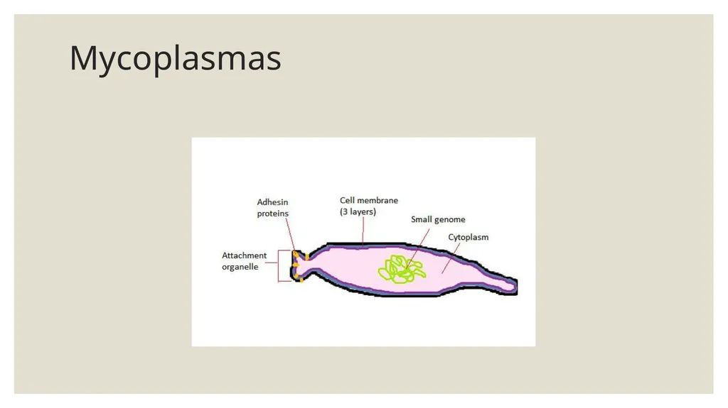 Medical Microbiology Asst. Prof. Dr. Dalya Basil - slide 12 of 21