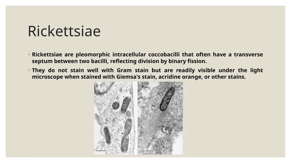 Medical Microbiology Asst. Prof. Dr. Dalya Basil - slide 2 of 21