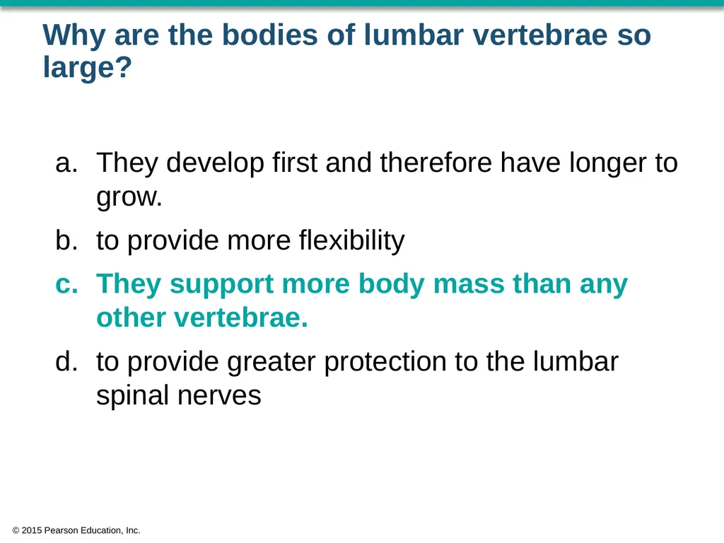 © 2015 Pearson Education, Inc. In which bone is - slide 35 of 53
