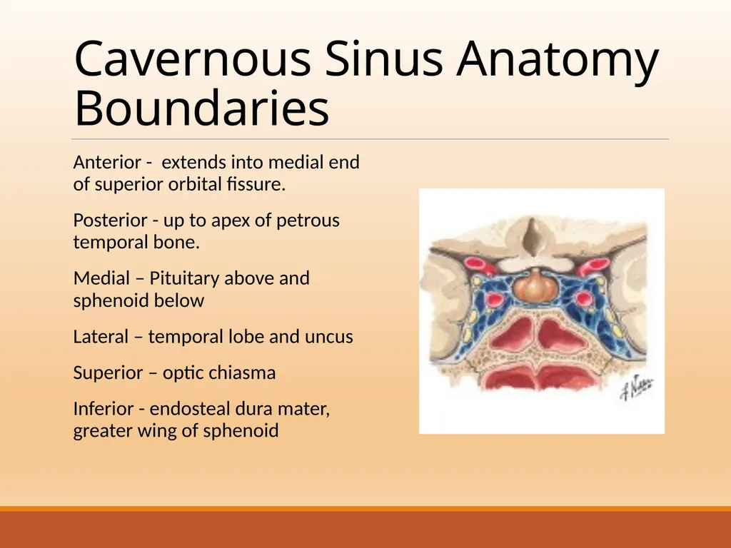 CAVERNOUS SINUS THROMBOSIS Cavernous Sinus Anatomy - slide 3 of 29