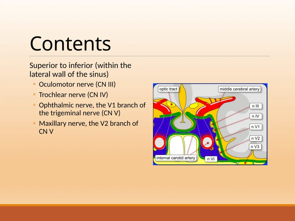 CAVERNOUS SINUS THROMBOSIS Cavernous Sinus Anatomy - slide 4 of 29