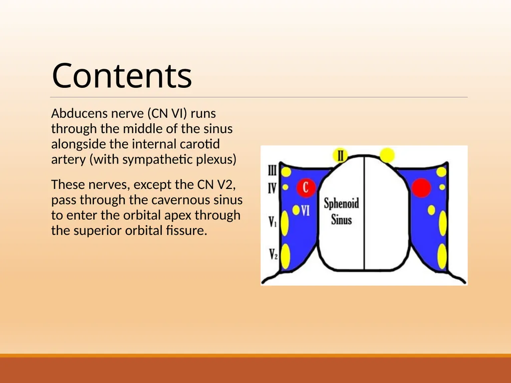 CAVERNOUS SINUS THROMBOSIS Cavernous Sinus Anatomy - slide 5 of 29