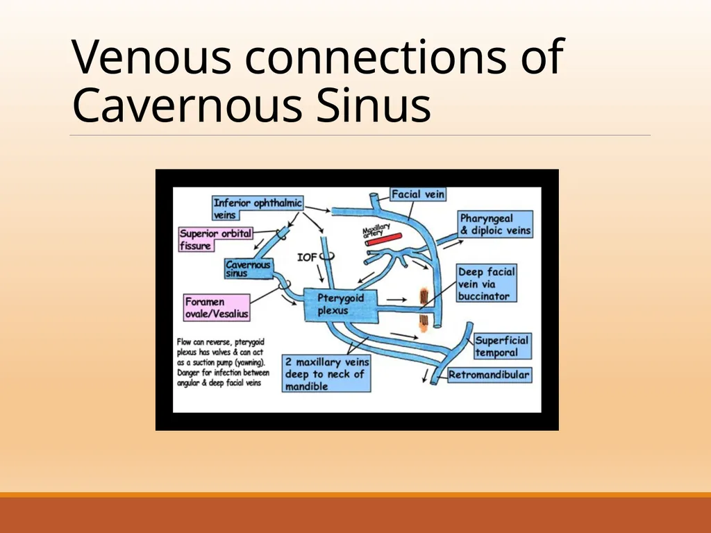 CAVERNOUS SINUS THROMBOSIS Cavernous Sinus Anatomy - slide 6 of 29