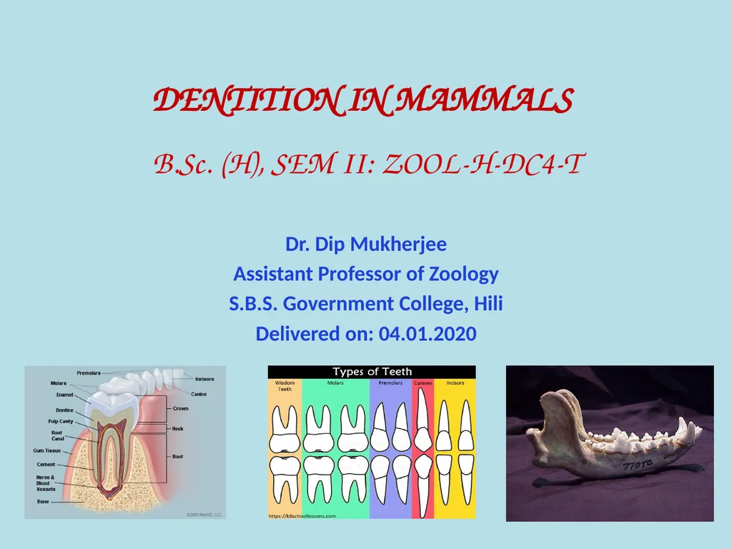 DENTITION IN MAMMALS B.Sc. (H), SEM II: - slide 1 of 10