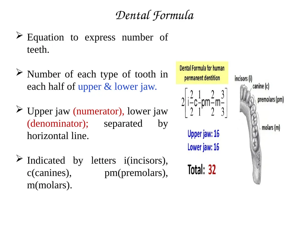 DENTITION IN MAMMALS B.Sc. (H), SEM II: - slide 8 of 10