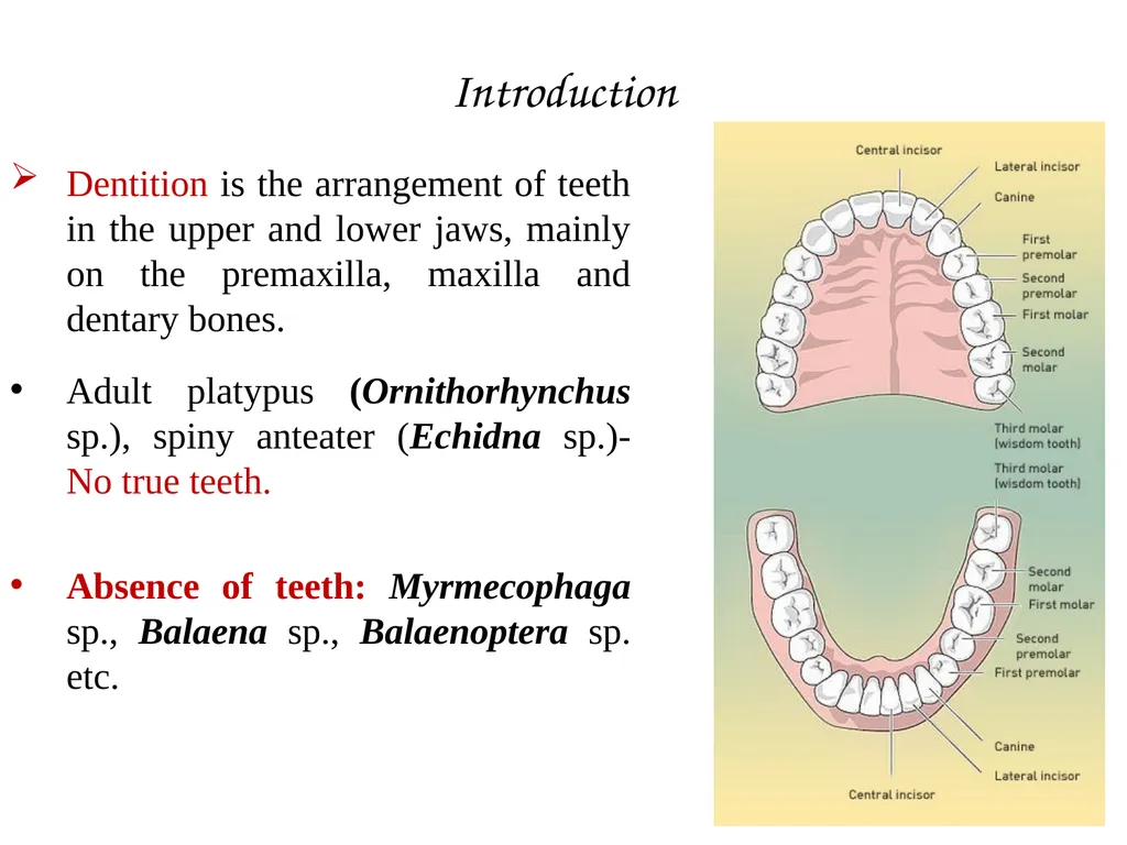 DENTITION IN MAMMALS B.Sc. (H), SEM II: - slide 2 of 10