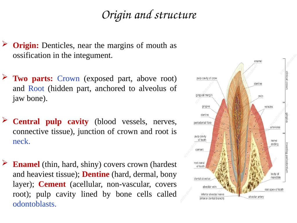 DENTITION IN MAMMALS B.Sc. (H), SEM II: - slide 3 of 10