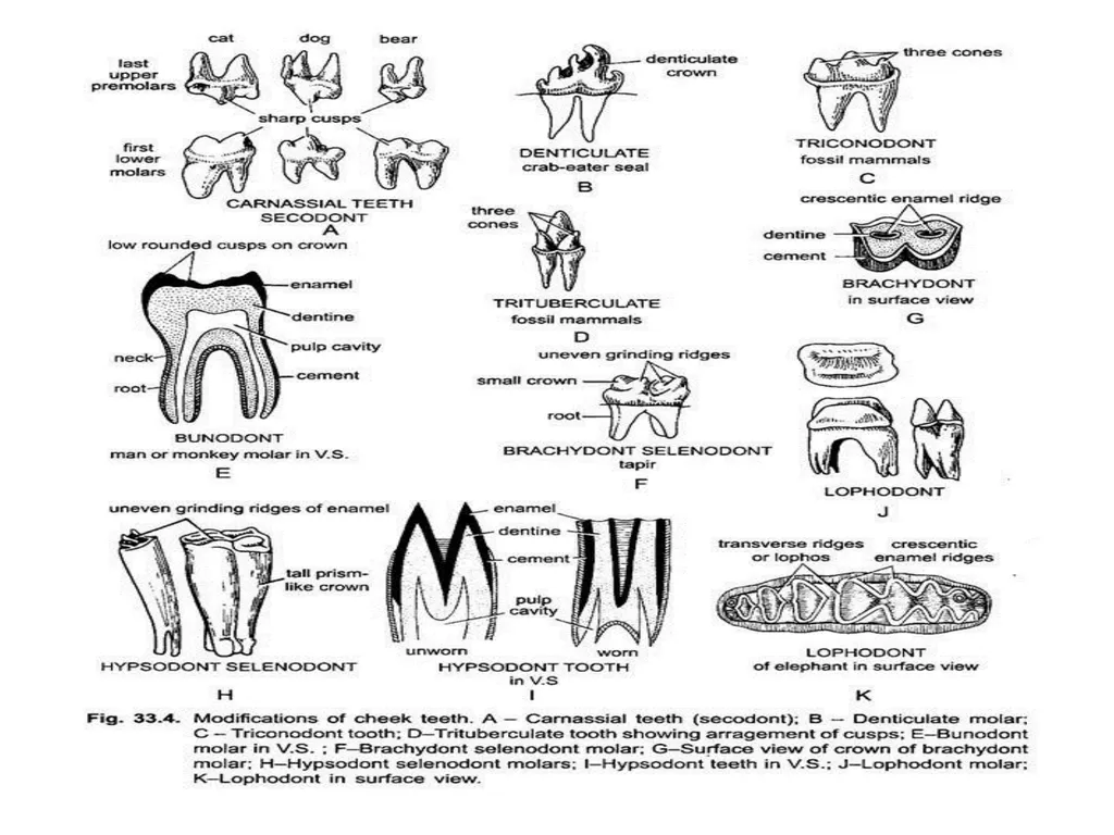 DENTITION IN MAMMALS B.Sc. (H), SEM II: - slide 7 of 10
