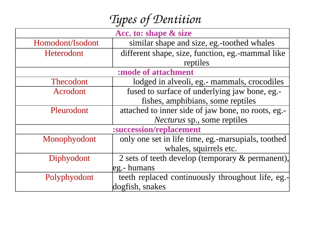 DENTITION IN MAMMALS B.Sc. (H), SEM II: - slide 4 of 10