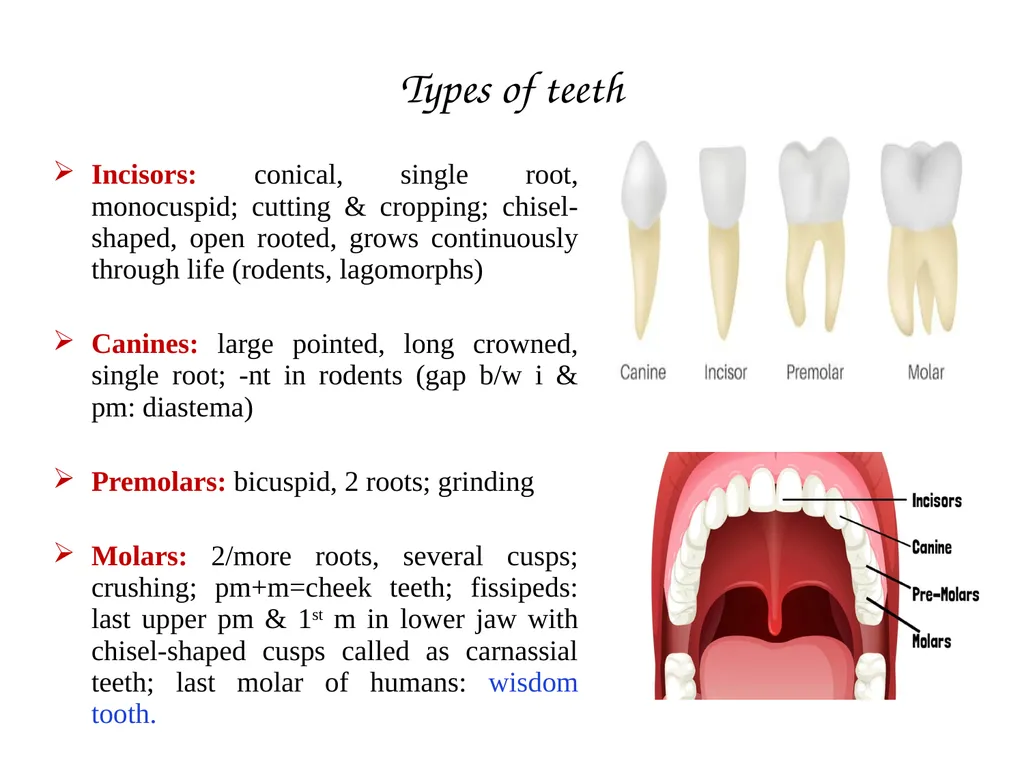 DENTITION IN MAMMALS B.Sc. (H), SEM II: - slide 5 of 10