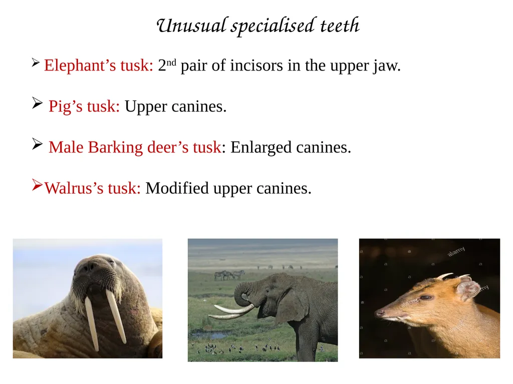 DENTITION IN MAMMALS B.Sc. (H), SEM II: - slide 9 of 10