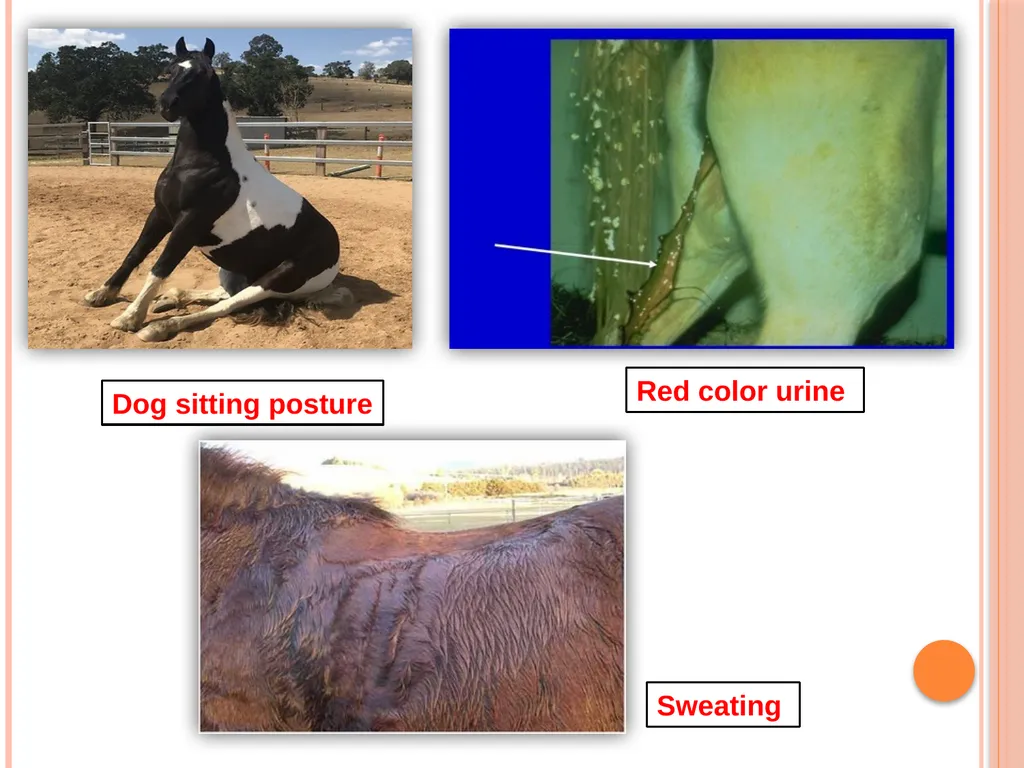 AZOTURIA Dr Sonam Bhatt Asstt Prof Veterinary - slide 8 of 14