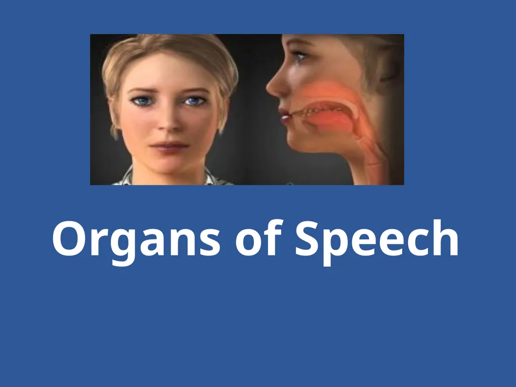 Organs of Speech Source of power in Speech Sounds - slide 1 of 20