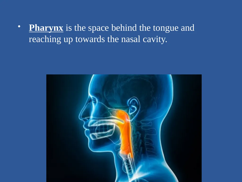 Organs of Speech Source of power in Speech Sounds - slide 13 of 20