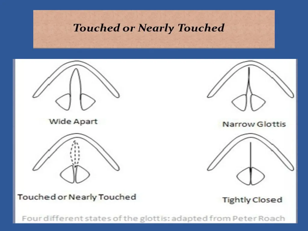 Organs of Speech Source of power in Speech Sounds - slide 11 of 20