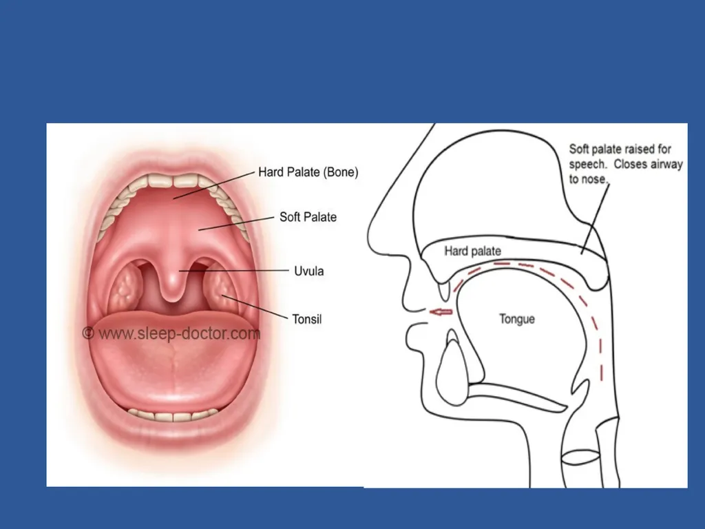 Organs of Speech Source of power in Speech Sounds - slide 16 of 20