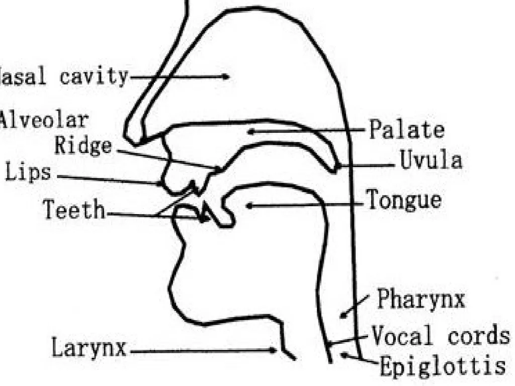 Organs of Speech Source of power in Speech Sounds - slide 2 of 20