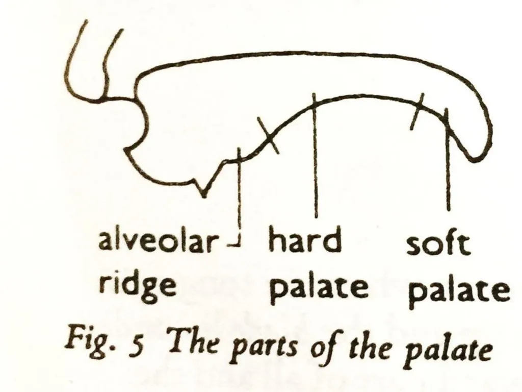 Organs of Speech Source of power in Speech Sounds - slide 3 of 20